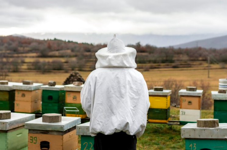 Как да кандидатствам за субсидии за пчели?